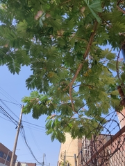 Albizia julibrissin julibrissin