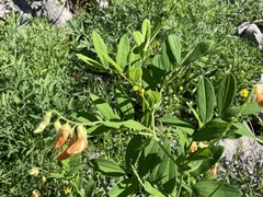 Lathyrus laevigatus occidentalis