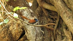 Terpsiphone viridis plumbeiceps