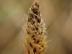 Eleocharis bifida