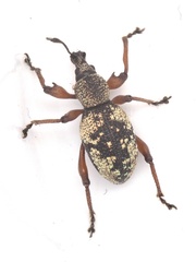 Otiorhynchus lepidopterus