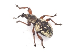 Otiorhynchus lepidopterus