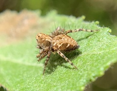 Oxyopes ramosus