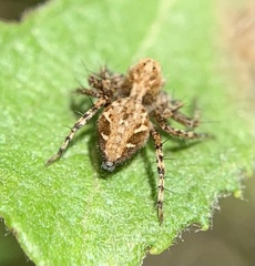Oxyopes ramosus