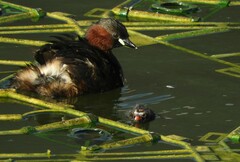 Tachybaptus ruficollis
