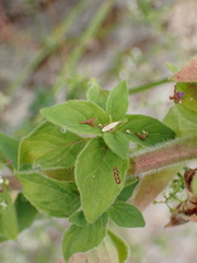 Origanum vulgare