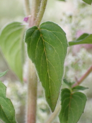 Origanum vulgare