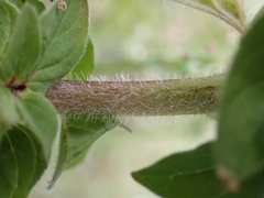 Origanum vulgare