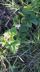 Pelargonium vitifolium