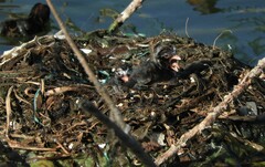 Tachybaptus ruficollis