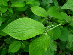 Piper pseudoasperifolium