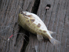 Contusus brevicaudus