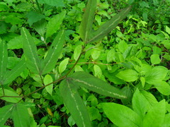 Passiflora ornithoura