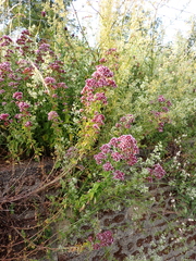 Origanum vulgare