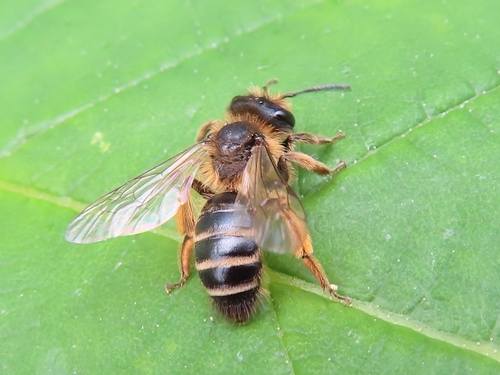 Yellow-legged Mining Bee, 9742 PX Groningen, Netherlands, photo 8 of 10