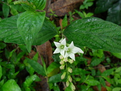Spigelia humboldtiana
