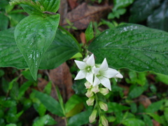 Spigelia humboldtiana