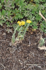 Achillea tomentosa