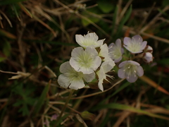 Phacelia dubia interior