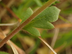 Phacelia dubia interior