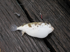 Contusus brevicaudus