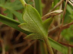 Phacelia dubia interior