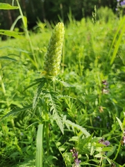 Pedicularis compacta