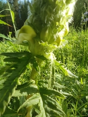 Pedicularis compacta