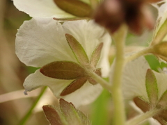 Phacelia dubia interior
