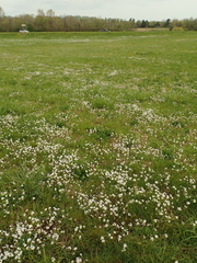 Phacelia dubia interior