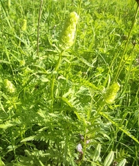 Pedicularis compacta