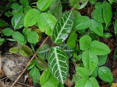 Echites tuxtlensis
