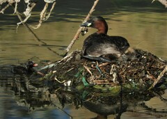 Tachybaptus ruficollis