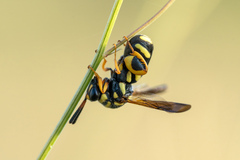 Leucospis gigas