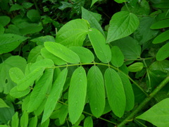 Lonchocarpus rugosus