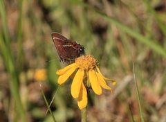 Callophrys spinetorum