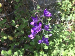 Delphinium pentagynum