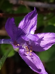 Delphinium pentagynum