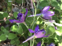 Delphinium pentagynum