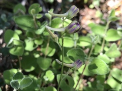 Delphinium pentagynum