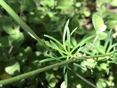 Delphinium pentagynum