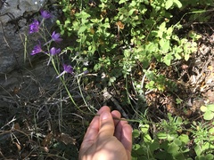 Delphinium pentagynum