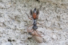 Agenioideus nubecula