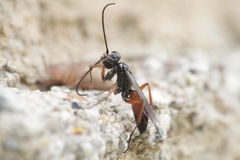 Agenioideus nubecula