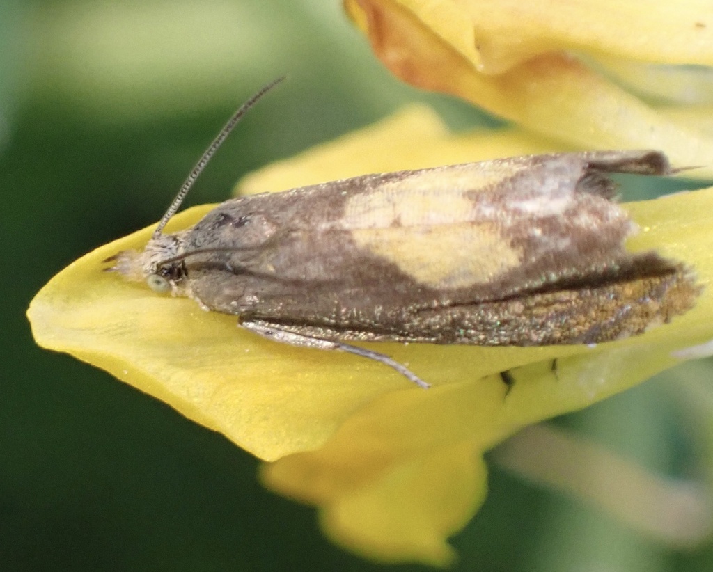 Broad-blotch Drill