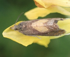 Dichrorampha alpinana