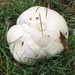 Giant Puffball - Photo (c) Krystelle Denis, some rights reserved (CC BY-NC), uploaded by Krystelle Denis