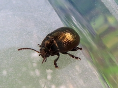 Chrysolina oricalcia