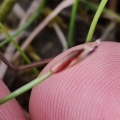 Eleocharis quinqueflora