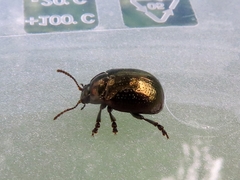 Chrysolina oricalcia